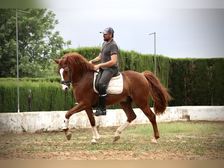 Andalusier Wallach 6 Jahre 160 cm Fuchs in Valencia