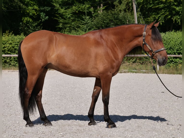 Andalusier Wallach 6 Jahre 160 cm Hellbrauner in Neustadt (Wied)
