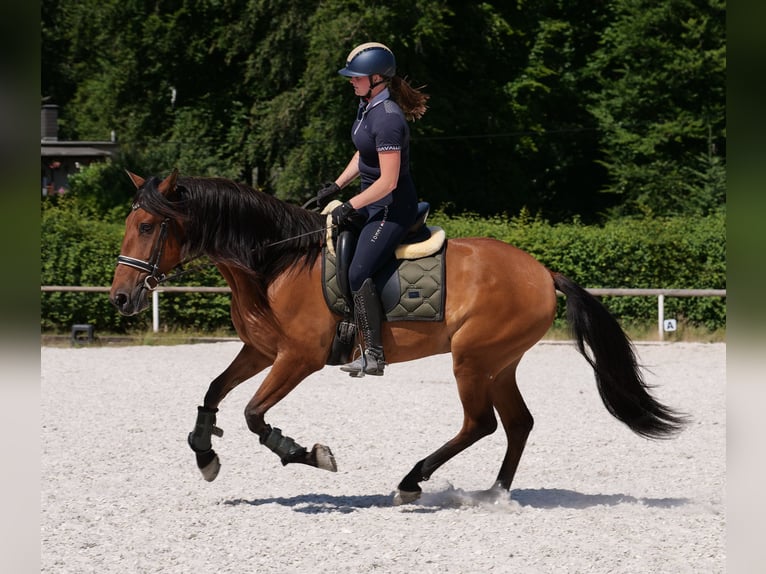 Andalusier Wallach 6 Jahre 160 cm Hellbrauner in Neustadt (Wied)
