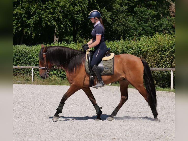 Andalusier Wallach 6 Jahre 160 cm Hellbrauner in Neustadt (Wied)