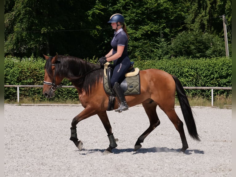 Andalusier Wallach 6 Jahre 160 cm Hellbrauner in Neustadt (Wied)