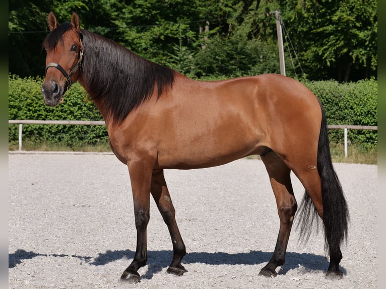 Andalusier Wallach 6 Jahre 160 cm Hellbrauner in Neustadt (Wied)