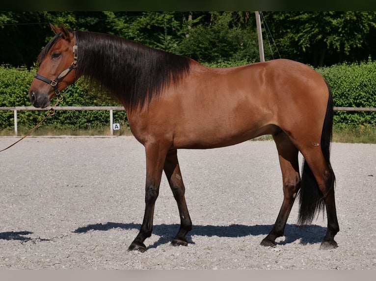 Andalusier Wallach 6 Jahre 160 cm Hellbrauner in Neustadt (Wied)