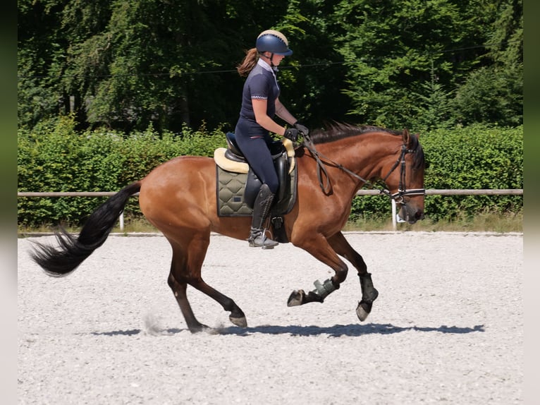Andalusier Wallach 6 Jahre 160 cm Hellbrauner in Neustadt (Wied)