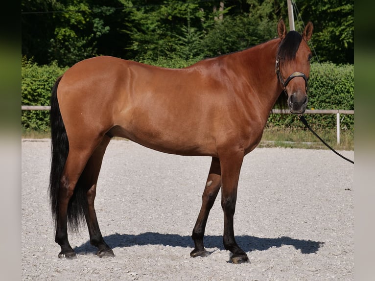 Andalusier Wallach 6 Jahre 160 cm Hellbrauner in Neustadt (Wied)