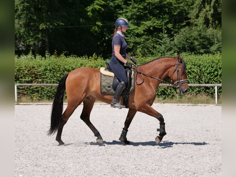 Andalusier Wallach 6 Jahre 160 cm Hellbrauner in Neustadt (Wied)