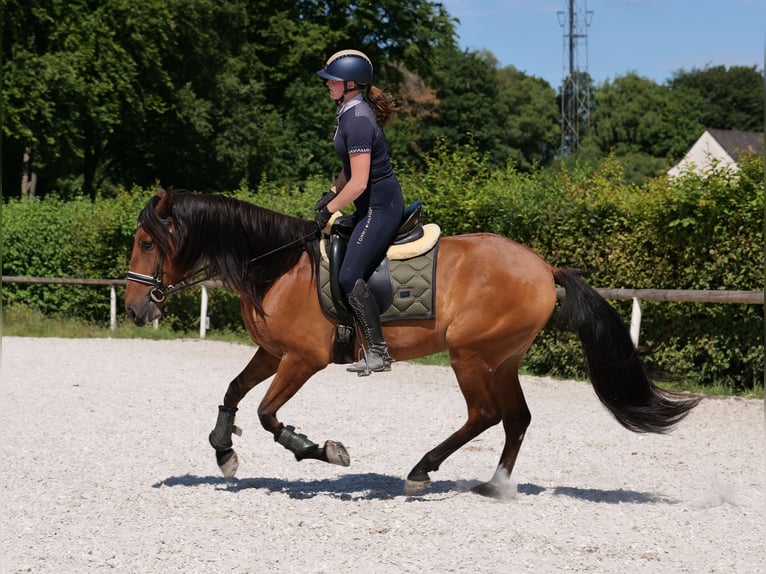 Andalusier Wallach 6 Jahre 160 cm Hellbrauner in Neustadt (Wied)