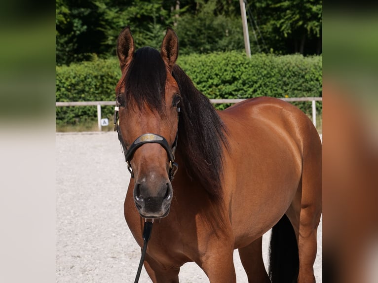 Andalusier Wallach 6 Jahre 160 cm Hellbrauner in Neustadt (Wied)