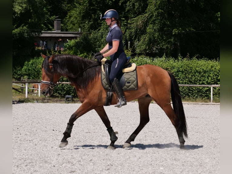 Andalusier Wallach 6 Jahre 160 cm Hellbrauner in Neustadt (Wied)