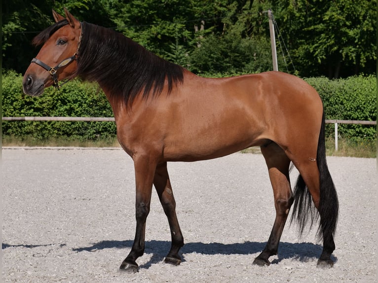Andalusier Wallach 6 Jahre 160 cm Hellbrauner in Neustadt (Wied)