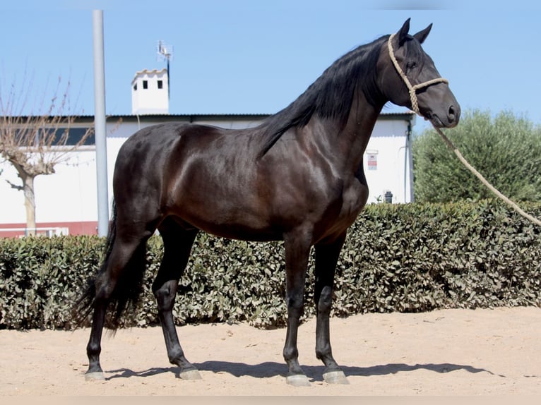 Andalusier Wallach 6 Jahre 161 cm Rappe in Valencia