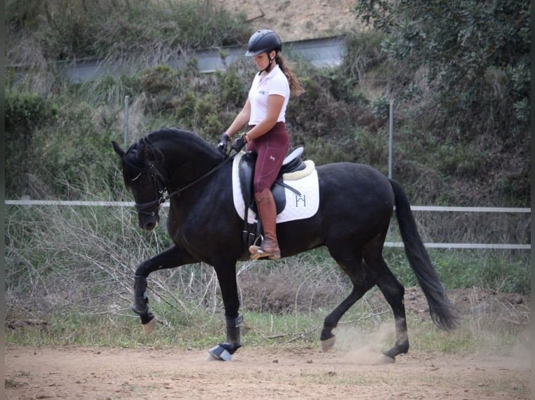 Andalusier Wallach 6 Jahre 161 cm Rappe in Valencia