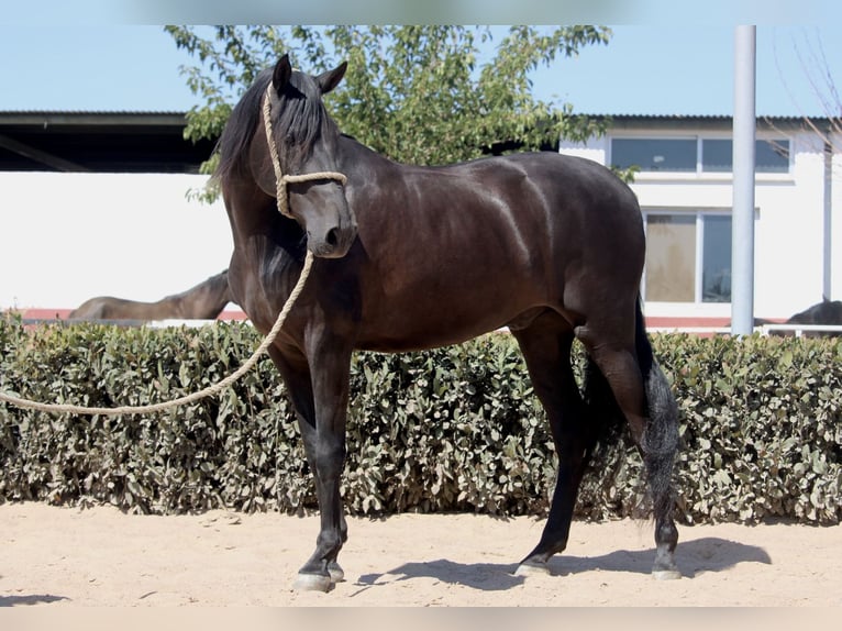 Andalusier Wallach 6 Jahre 161 cm Rappe in Valencia