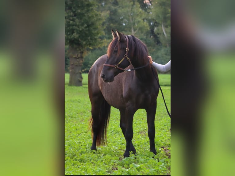 Andalusier Wallach 6 Jahre 161 cm Schwarzbrauner in Steinfurt