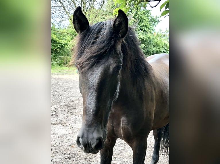 Andalusier Wallach 6 Jahre 161 cm Schwarzbrauner in Steinfurt