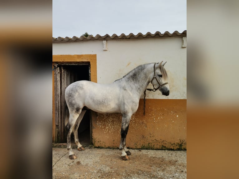 Andalusier Wallach 6 Jahre 163 cm Schimmel in Pago Del Humo