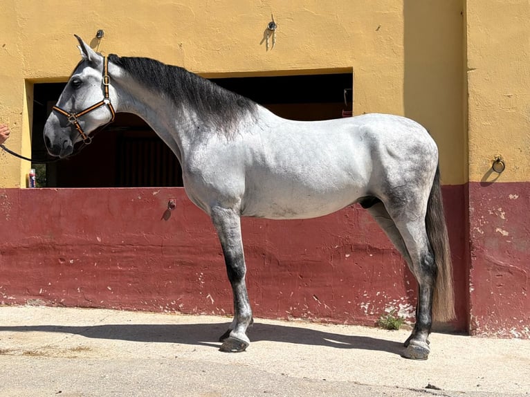 Andalusier Wallach 6 Jahre 164 cm Schimmel in Terrassa