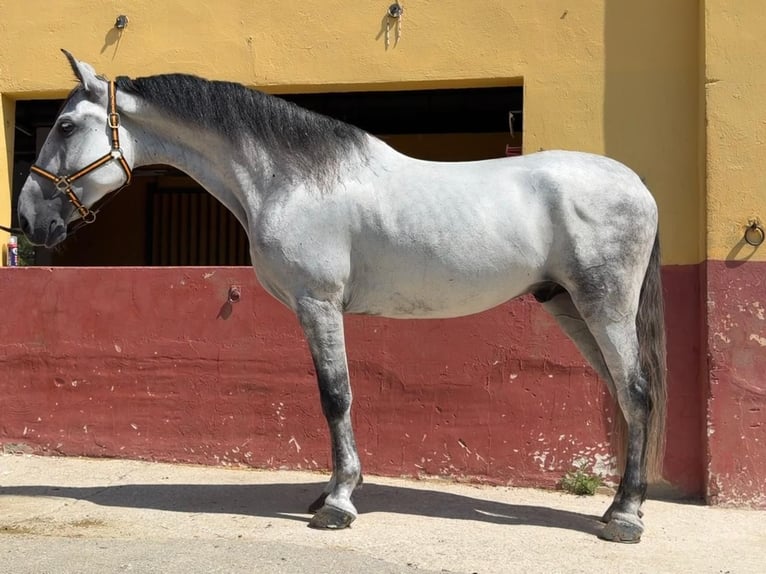 Andalusier Wallach 6 Jahre 164 cm Schimmel in Terrassa