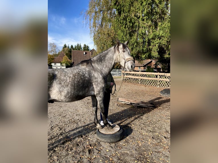 Andalusier Wallach 6 Jahre 164 cm Schimmel in Gelsenkirchen