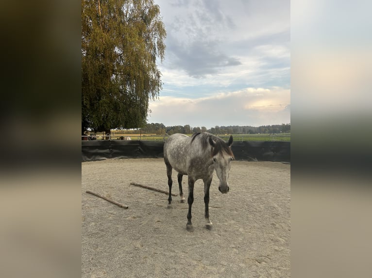 Andalusier Wallach 6 Jahre 164 cm Schimmel in Gelsenkirchen