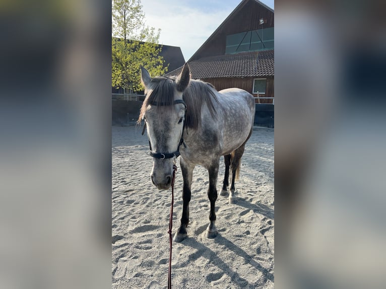 Andalusier Wallach 6 Jahre 164 cm Schimmel in Gelsenkirchen