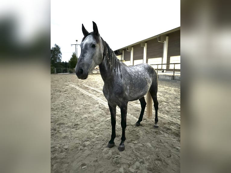 Andalusier Wallach 6 Jahre 164 cm Schimmel in Gelsenkirchen