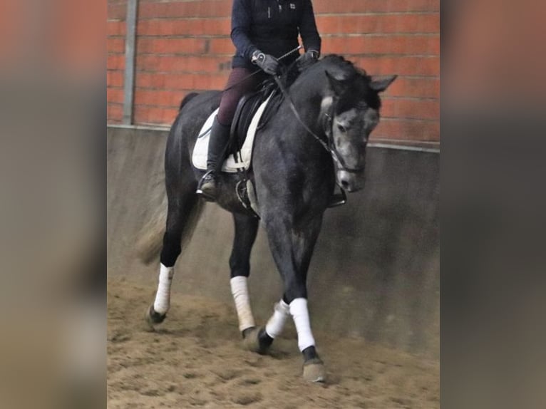 Andalusier Wallach 6 Jahre 165 cm Apfelschimmel in Blomberg