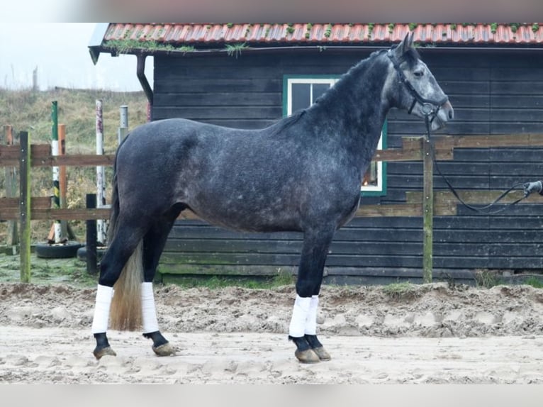 Andalusier Wallach 6 Jahre 165 cm Apfelschimmel in Blomberg