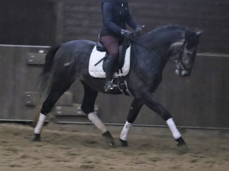 Andalusier Wallach 6 Jahre 165 cm Apfelschimmel in Blomberg