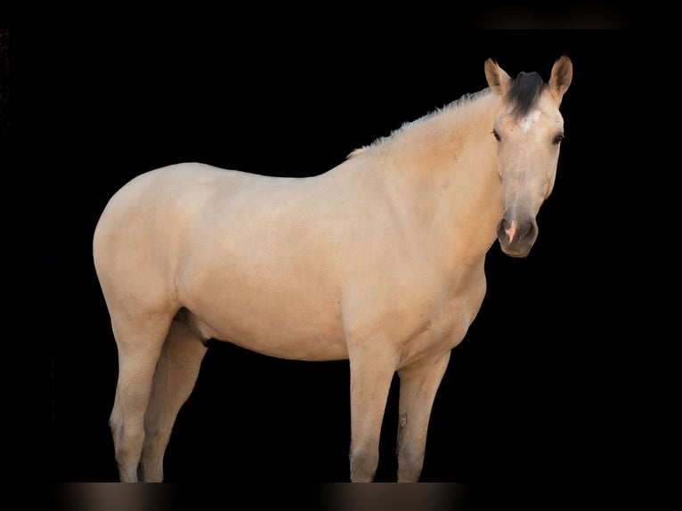 Andalusier Wallach 6 Jahre 165 cm Buckskin in Grabenstätt