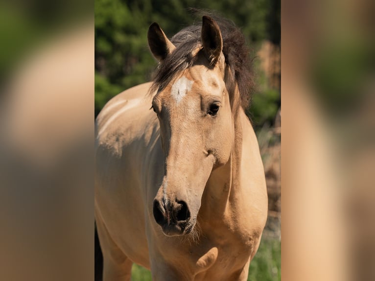 Andalusier Wallach 6 Jahre 165 cm Buckskin in Grabenstätt