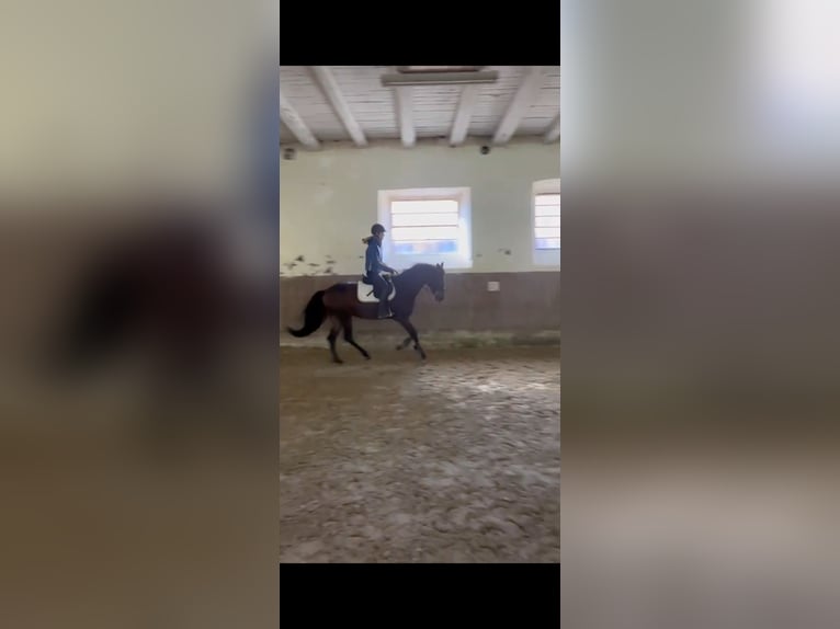 Andalusier Wallach 6 Jahre 165 cm Dunkelbrauner in Dalheim