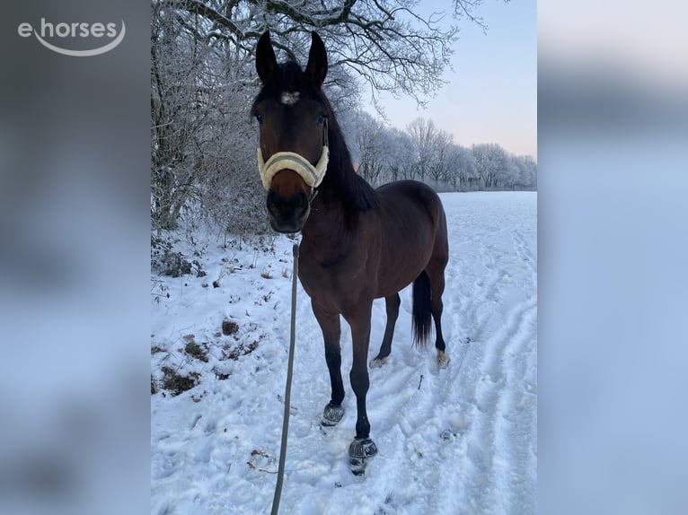 Andalusier Mix Wallach 6 Jahre 165 cm Dunkelbrauner in Schweina