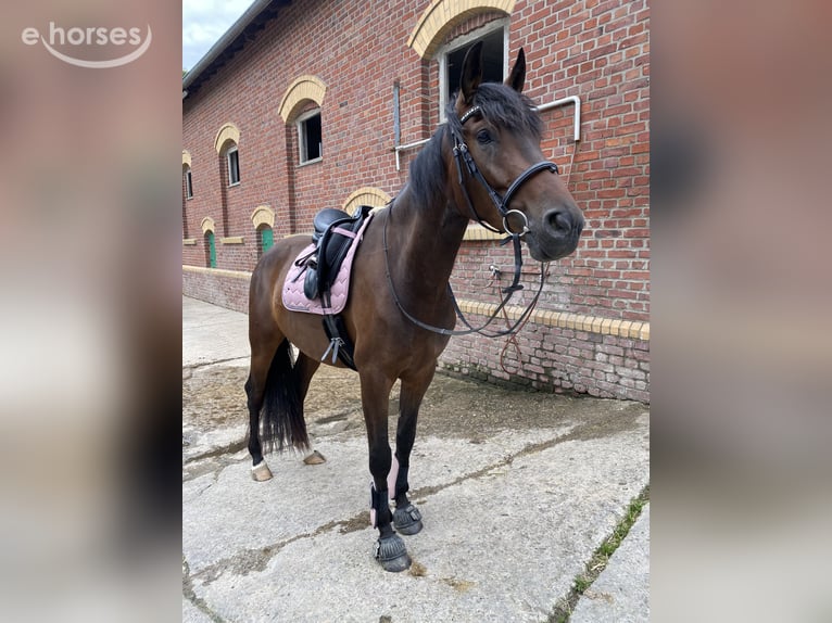 Andalusier Mix Wallach 6 Jahre 165 cm Dunkelbrauner in Schweina