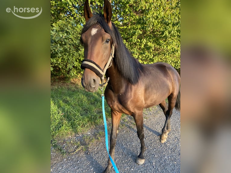 Andalusier Mix Wallach 6 Jahre 165 cm Dunkelbrauner in Schweina
