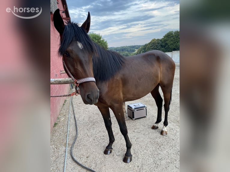 Andalusier Mix Wallach 6 Jahre 165 cm Dunkelbrauner in Schweina