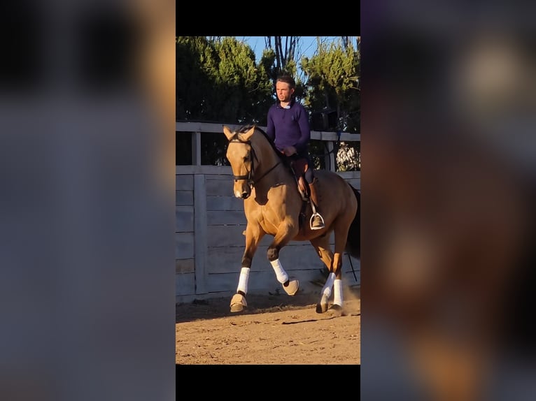 Andalusier Wallach 6 Jahre 165 cm Falbe in Campillo (Lorca)