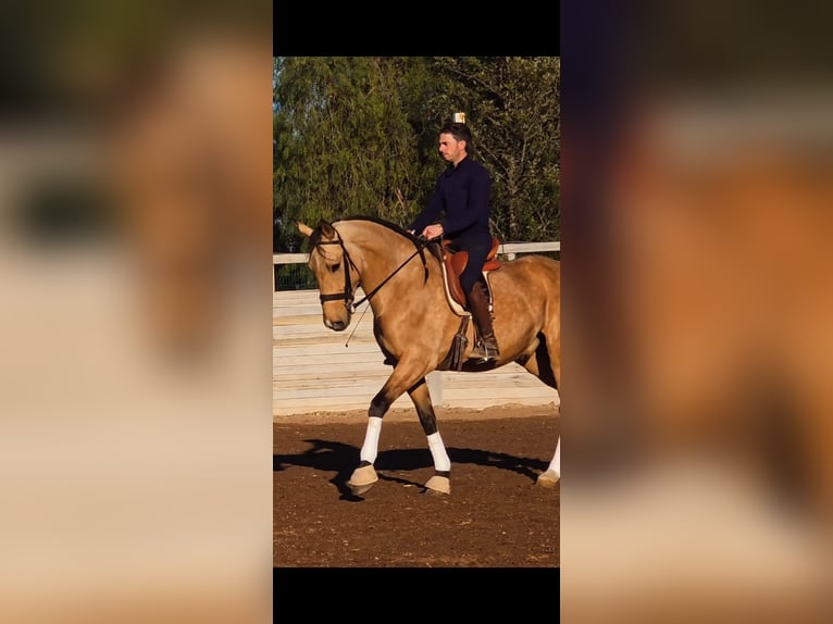 Andalusier Wallach 6 Jahre 165 cm Falbe in Campillo (Lorca)