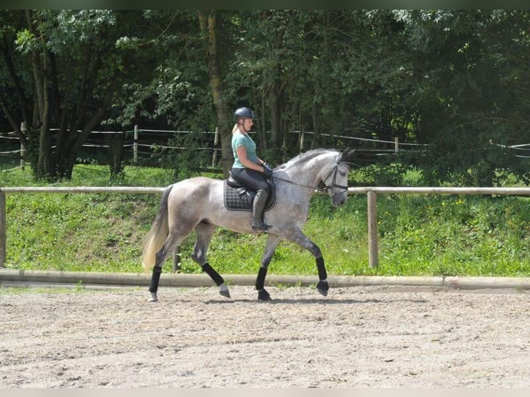 Andalusier Wallach 6 Jahre 167 cm Apfelschimmel in Wellheim