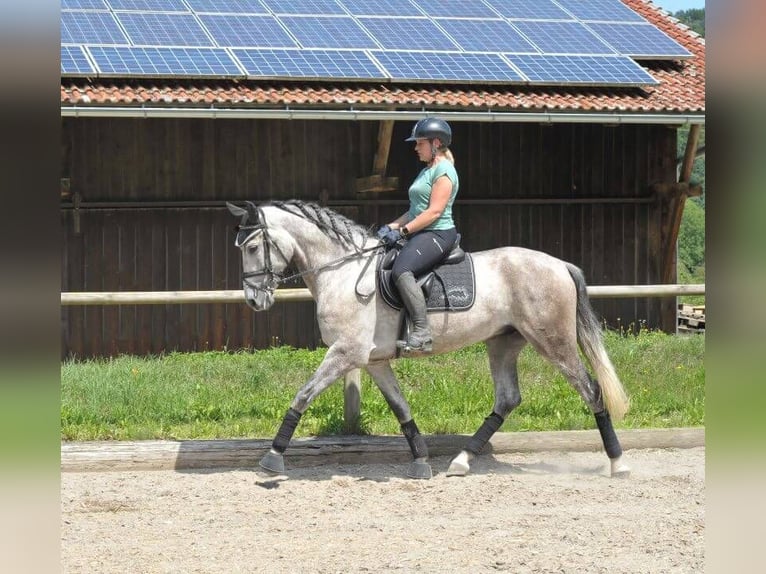 Andalusier Wallach 6 Jahre 167 cm Apfelschimmel in Wellheim