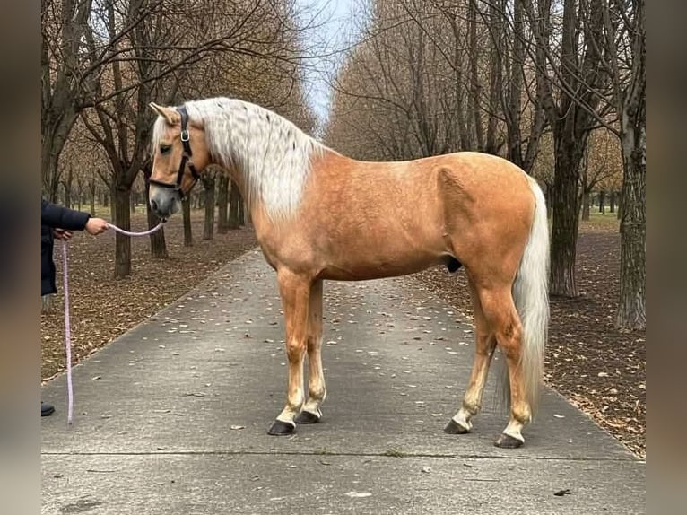 Andalusier Wallach 6 Jahre 167 cm Palomino in Gladenbach