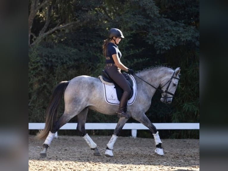 Andalusier Wallach 6 Jahre 167 cm Schimmel in Ried