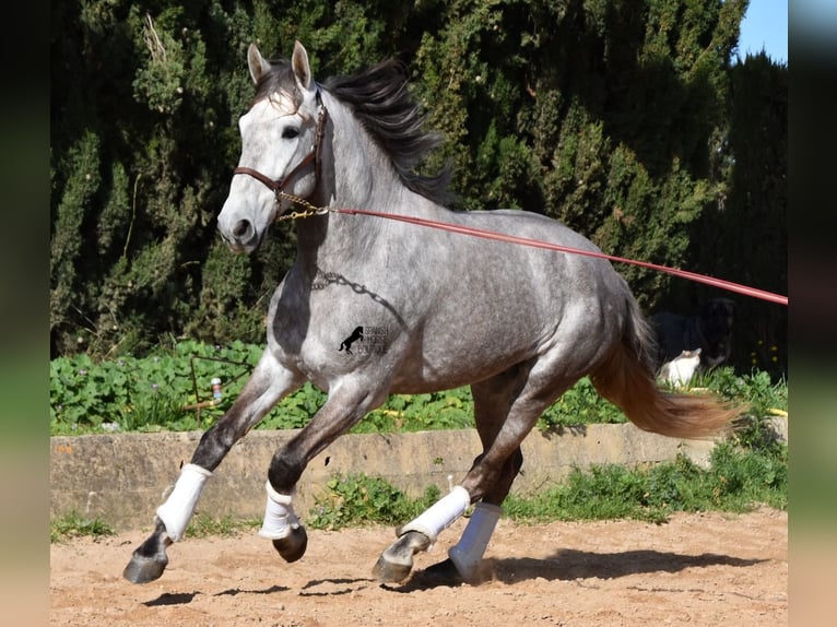 Andalusier Wallach 6 Jahre 167 cm Schimmel in Mallorca