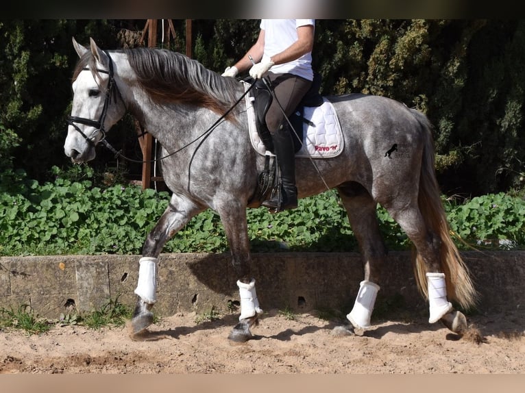 Andalusier Wallach 6 Jahre 167 cm Schimmel in Mallorca