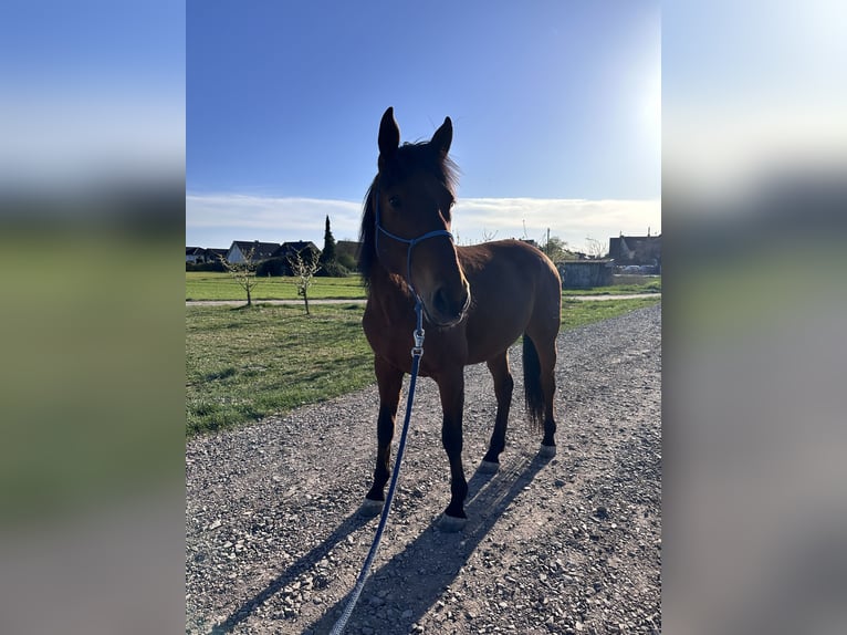Andalusier Wallach 6 Jahre 170 cm Brauner in Heidesheim am Rhein