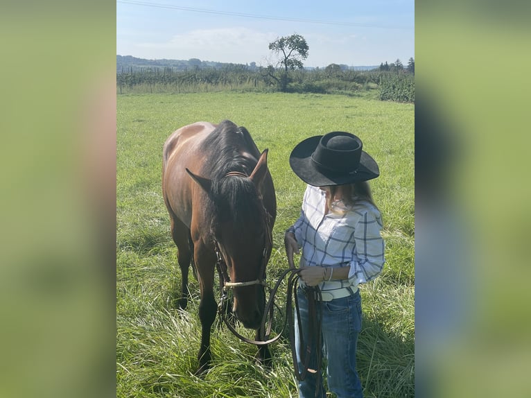 Andalusier Wallach 6 Jahre 170 cm Brauner in Heidesheim am Rhein