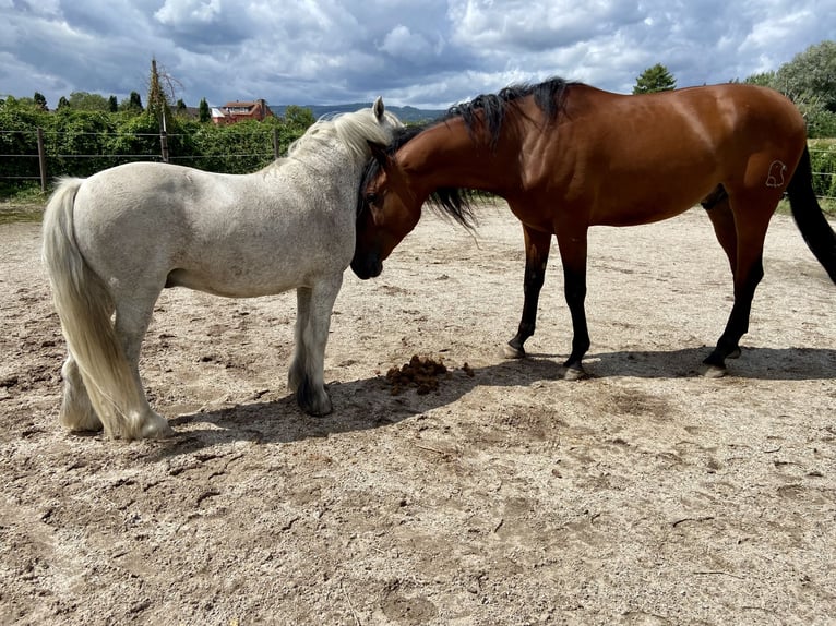 Andalusier Wallach 6 Jahre 170 cm Brauner in Heidesheim am Rhein