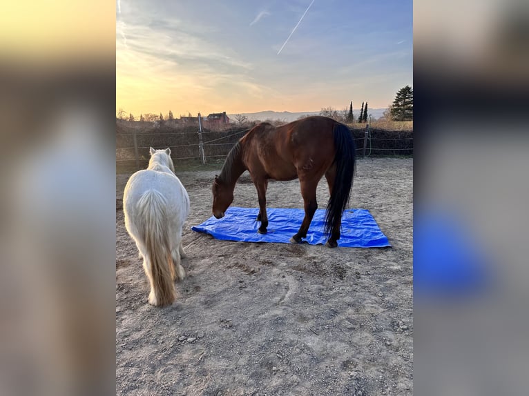 Andalusier Wallach 6 Jahre 170 cm Brauner in Heidesheim am Rhein