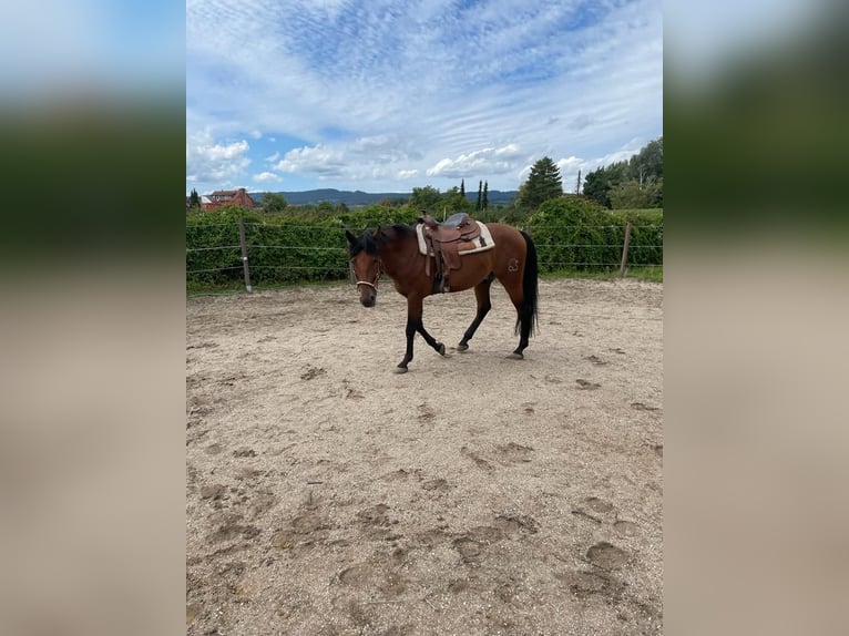 Andalusier Wallach 6 Jahre 170 cm Brauner in Heidesheim am Rhein