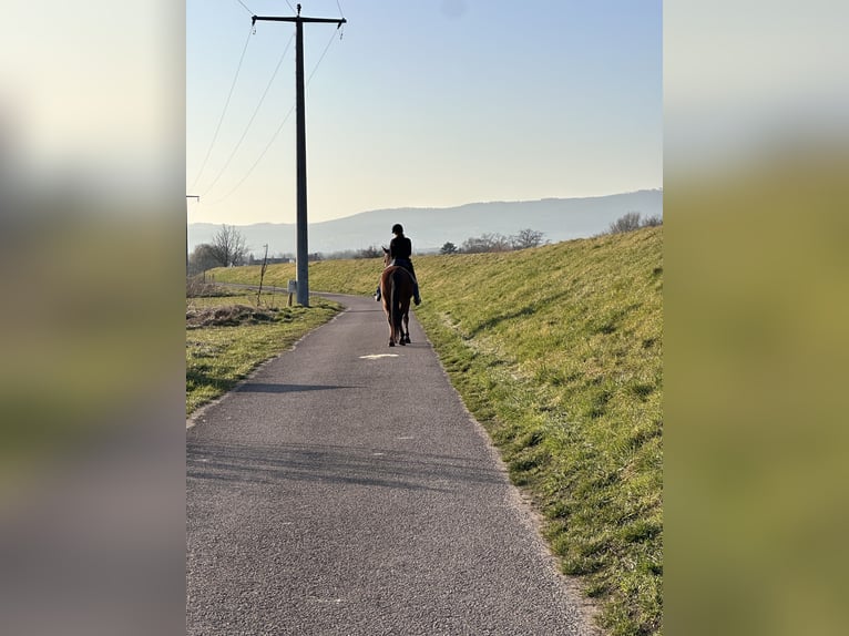 Andalusier Wallach 6 Jahre 170 cm Brauner in Heidesheim am Rhein